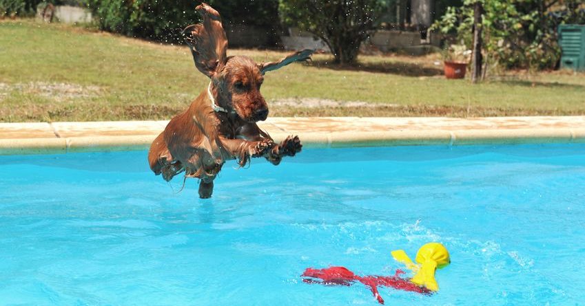 ▷ ¡Una piscina para perros en la provincia de Alicante!